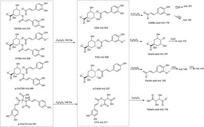 Comparative bioactivity evaluation and metabolic profiling of different parts of Duhaldea nervosa based on GC-MS and LC-MS